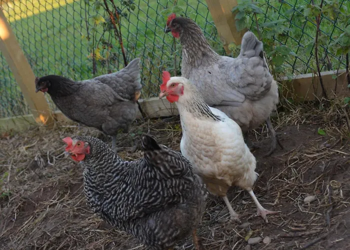 1 Bed In Thirsk Oc-40354 Semesterbostad Carthorpe